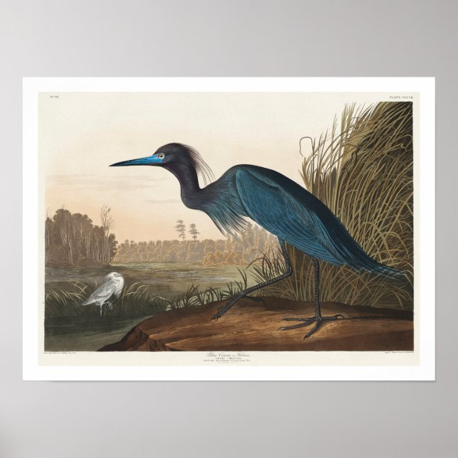 Grua azul ou Heron por Poster de Audubon (Frente)