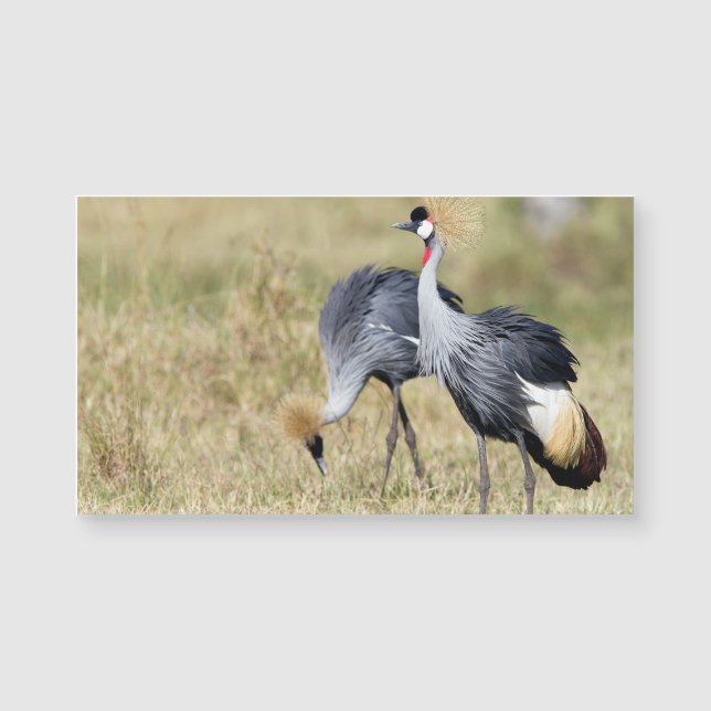 Gruas em Masai Mara (Frente)