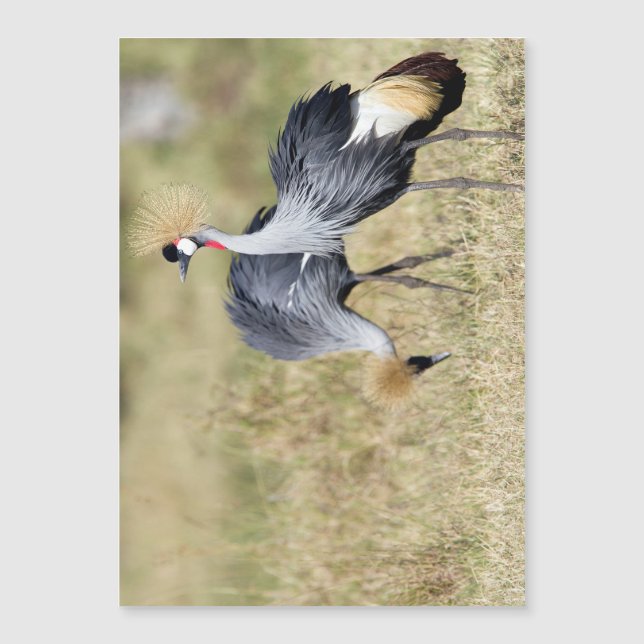 Gruas em Masai Mara (Frente)