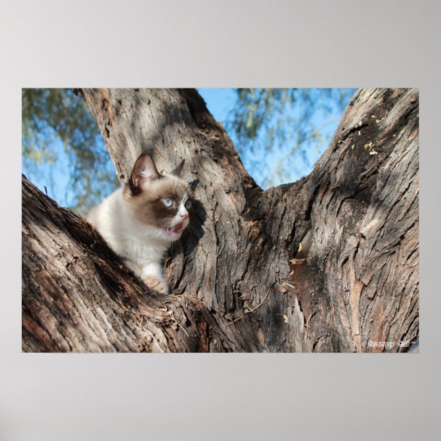 Grumpy Cat™ Meows Poster (Frente)