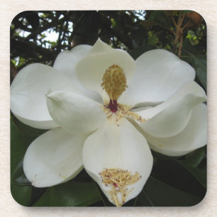 Grupo da porta copos da flor da magnólia do sul