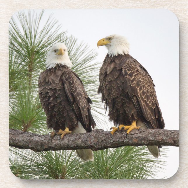 Grupo da porta copos de H&O (Frente)