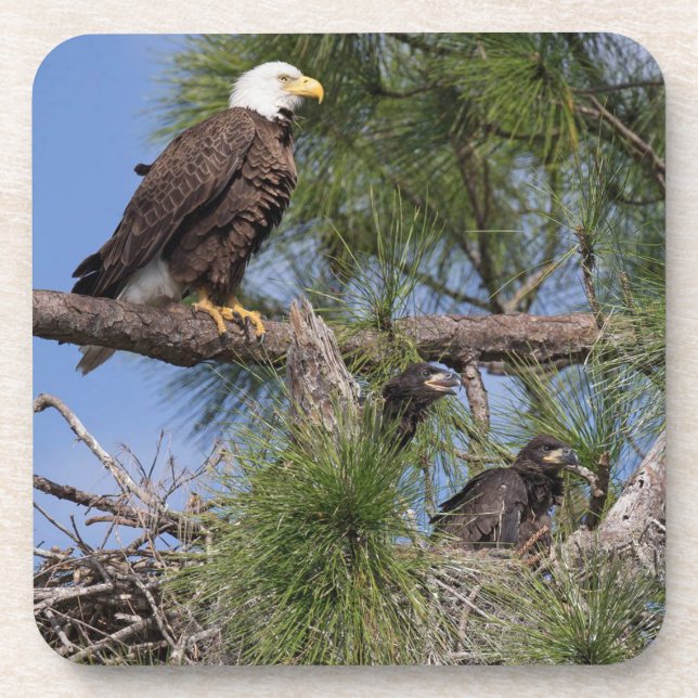 Grupo da porta copos E10 & E11 (Frente)