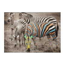 Grupo das Quatro Zebras