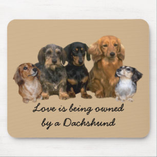 Grupo Mousepad do Dachshund