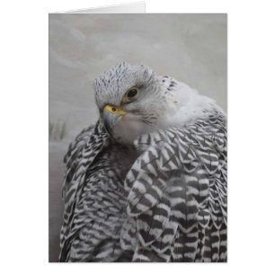 Gryfalcon - Cartão de Arte Quadro