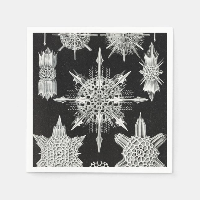 Guardanapo De Papel Acanthophracta, Wunderstrahlinge Animal Aquático (Frente)