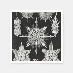 Guardanapo De Papel Acanthophracta, Wunderstrahlinge Aquatic Animal
