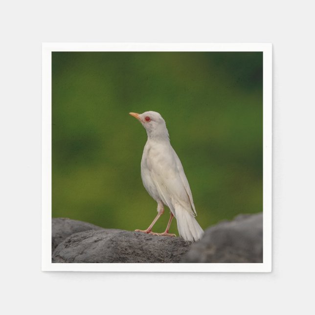Guardanapo De Papel Albino Robin em Crown Point (Frente)