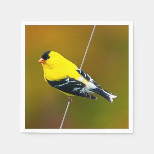 Guardanapo De Papel American Goldfinch - Fotografia original (Frente)