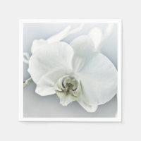 Arte Botânica de Orquídea Branca Elegante
