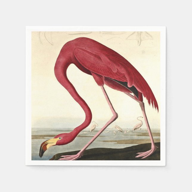 Guardanapo De Papel Audubon American Flamingo John James Audubon (Frente)