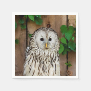 Guardanapo De Papel Barred Owl