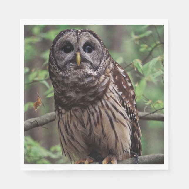 Guardanapo De Papel Barred Owl (Frente)