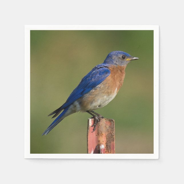 Guardanapo De Papel Bluebird (Frente)