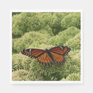 Guardanapo De Papel Borboleta Viceroy Belo Caráter Fotografia