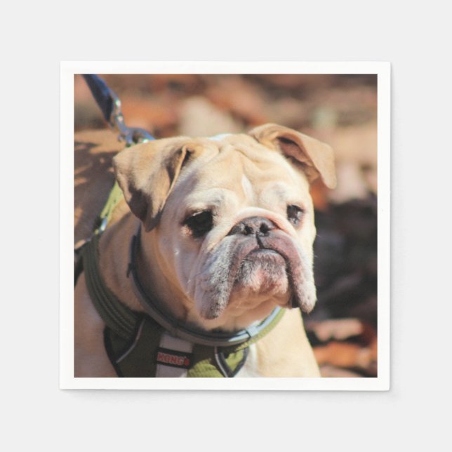 Guardanapo De Papel Buldogue (Frente)