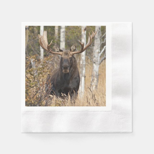 Guardanapo De Papel Bull Moose Impressionante (Frente)