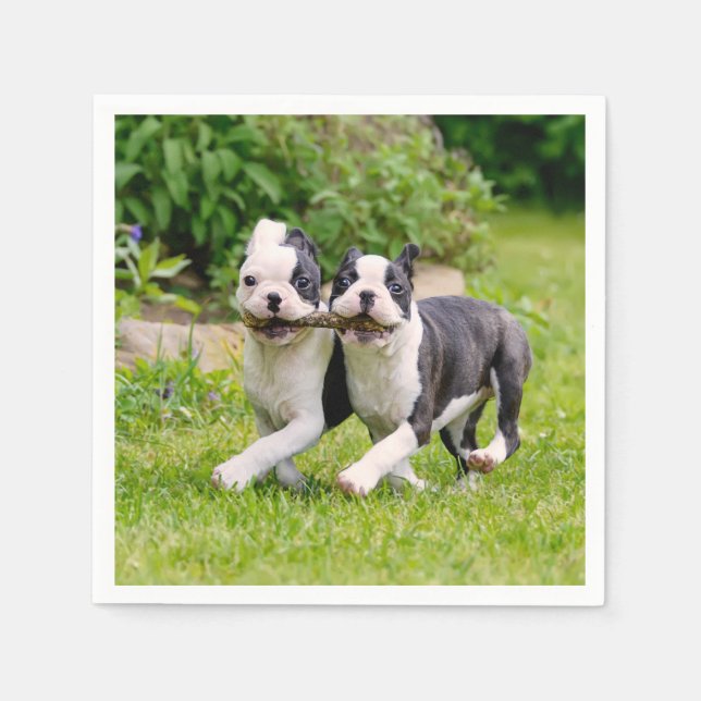 Guardanapo De Papel Cachorros bem engraçados de Boston Terrier brincan (Frente)