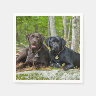Guardanapo De Papel Cães Cachorros Cachorros Puppies Black Lab Chocol