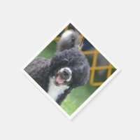 Cão de Água Português