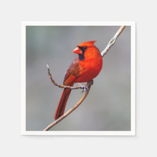 Guardanapo de papel cardinal