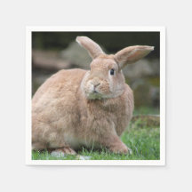 Coelhinho de gengibre bonito com orelhas grandes