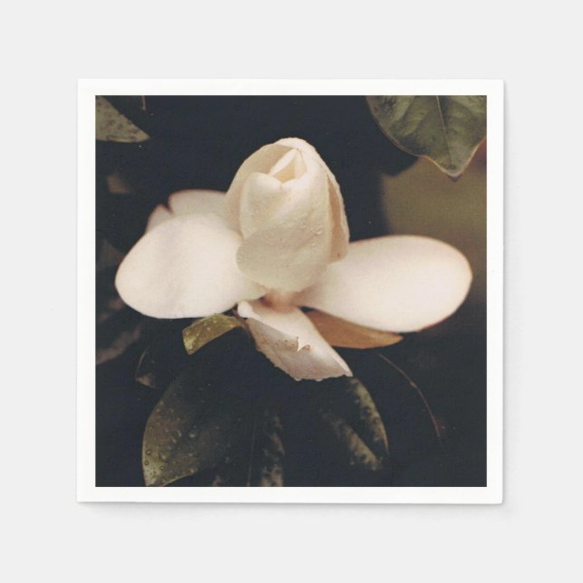 Guardanapo De Papel Coquetel Napkins com Design Magnolia Blossom (Frente)