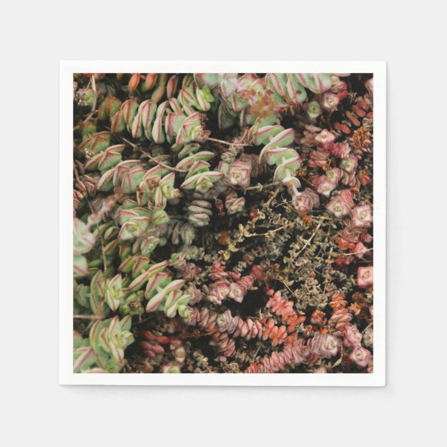 Guardanapo De Papel Crassula perforata (Frente)