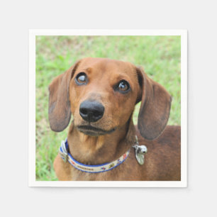 Guardanapo De Papel Dachshund