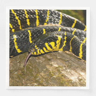 Guardanapo De Papel De Jantar Boiga dendrophila ou mangrove cobra