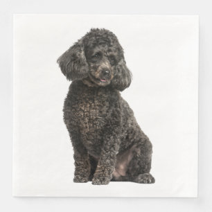 Guardanapo De Papel De Jantar Filhote de Poodle Preto Festa de Casamento Anivers