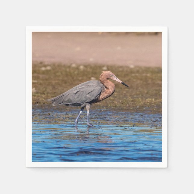 Guardanapo De Papel Egret Reddish em North Beach (Frente)