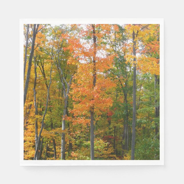 Guardanapo De Papel Fall Maple Trees Autumn Nature Fotografia (Frente)