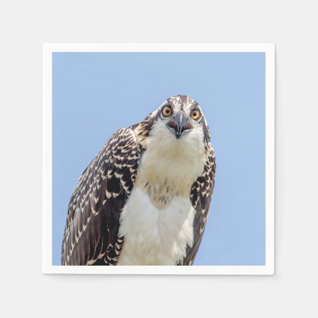 Guardanapo De Papel Fechamento de um Osprey Juvenil (Frente)