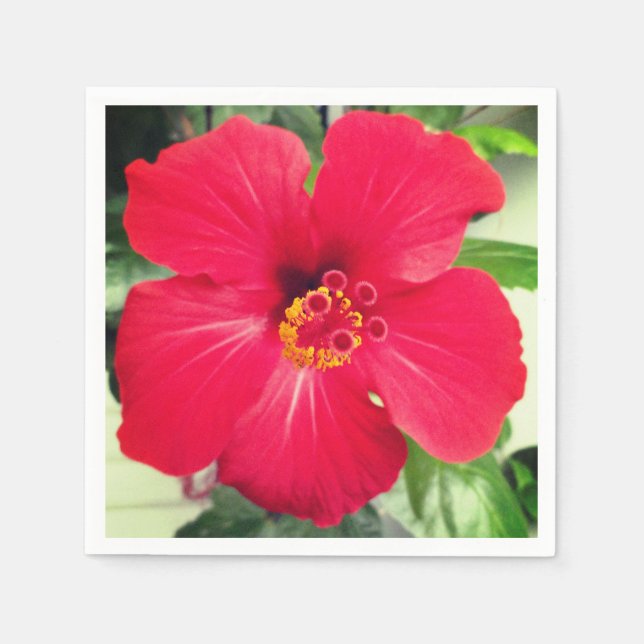 Guardanapo De Papel Flor Vermelha de Hibiscus Rosa-sinensis (Frente)