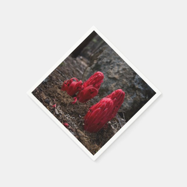 Guardanapo De Papel Flores de Neve (Canto)