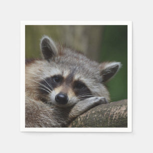 Guardanapo De Papel Foto Raccoon