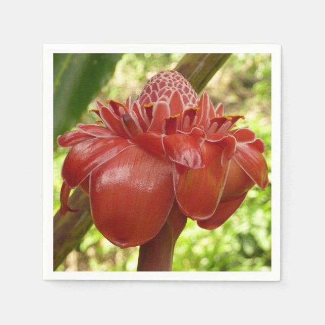 Guardanapo De Papel Fotografia Tropical do Flor Vermelho Torch Ginger (Frente)