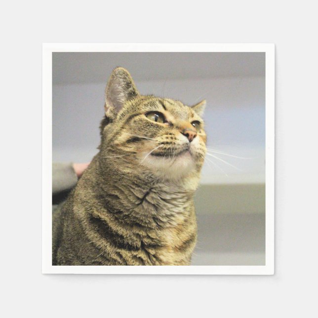 Guardanapo De Papel Gato (Frente)