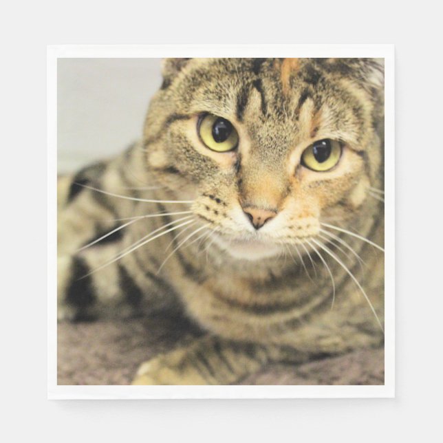 Guardanapo De Papel Gato (Frente)