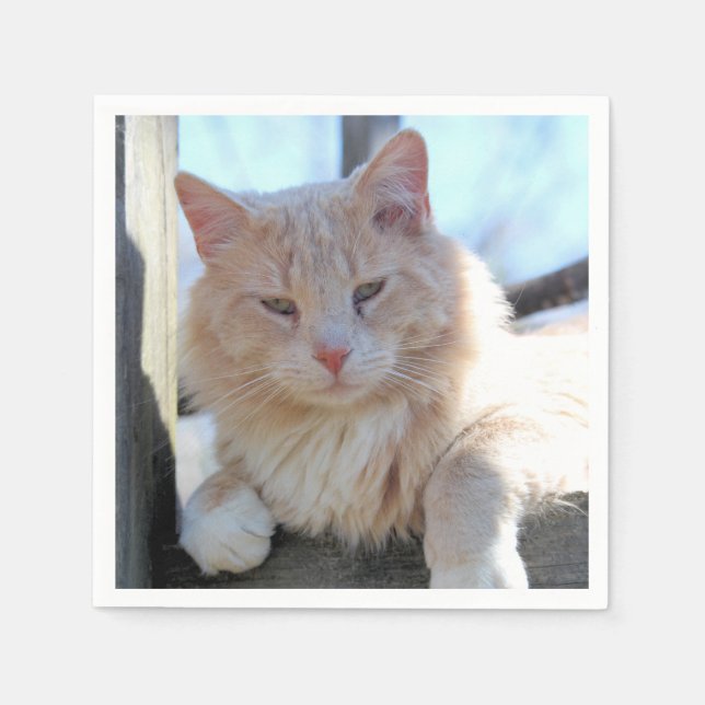 Guardanapo De Papel Gato (Frente)
