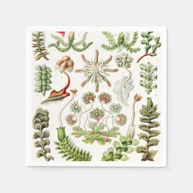 Guardanapo De Papel Hepaticae Lebermoose por Ernst Haeckel (Frente)