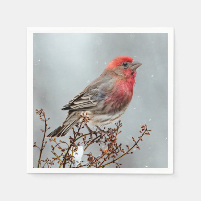 Guardanapo De Papel House Finch in Snow - Foto original (Frente)