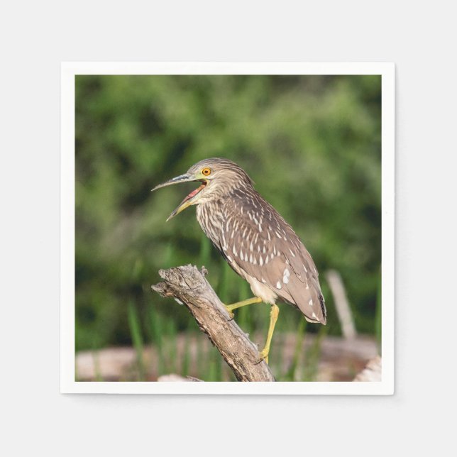 Guardanapo De Papel Juvenile Black Crowned Night Heron (Frente)