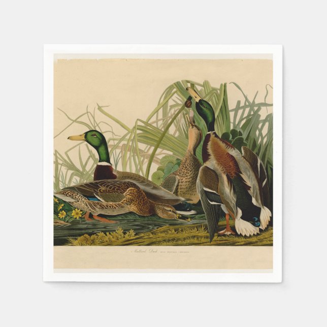 Guardanapo De Papel Mallard Duck - Pincel de Ave Audubon (Frente)