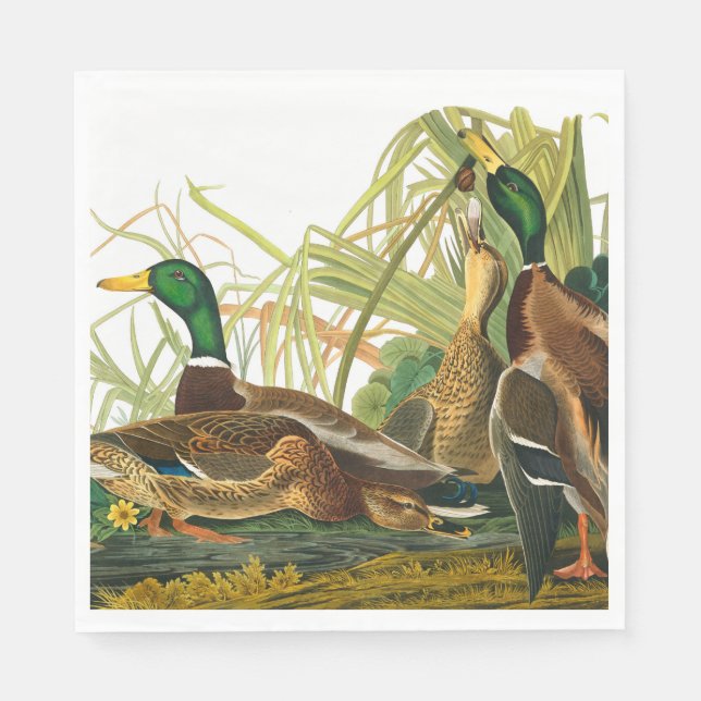 Guardanapo De Papel Mallard Duck por John James Audubon (Frente)