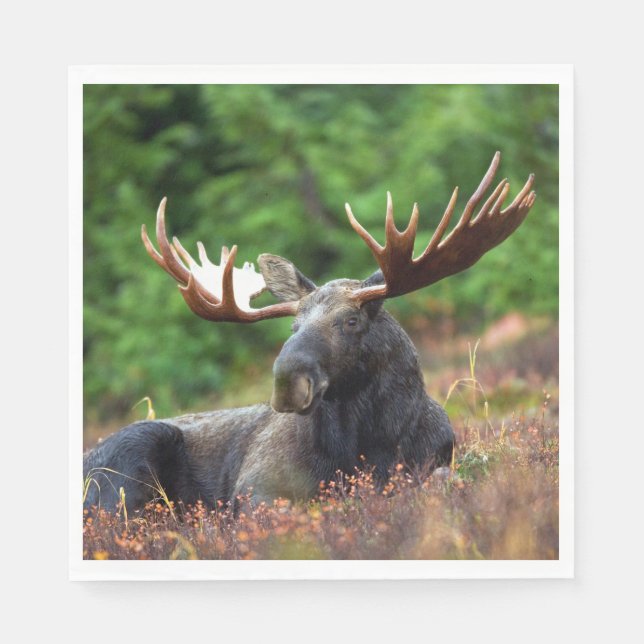 Guardanapo De Papel Moose (Frente)