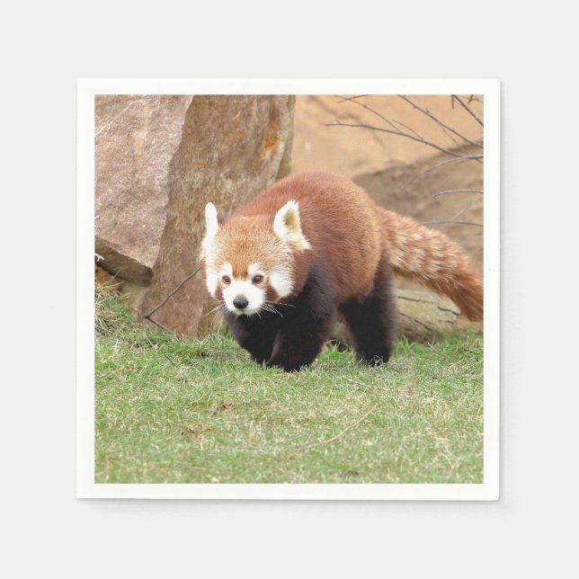 Guardanapo De Papel Napkins Photo Red Panda, animais 0461. (Frente)