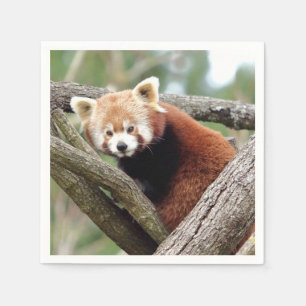 Guardanapo De Papel Napkins Photo Red Panda, animais 0464.